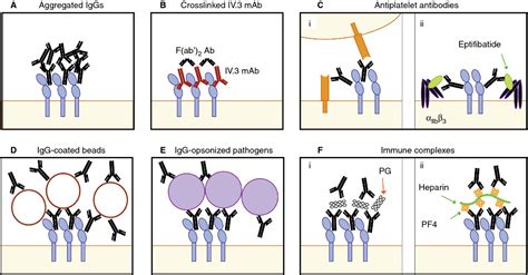 Relationship Between Human FCγRIIA rs1801274 G Allele and .